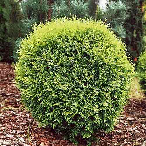 1 buc, Tuia occidentalis Little Champion - Puieți: Mod de ambalare: 1 buc