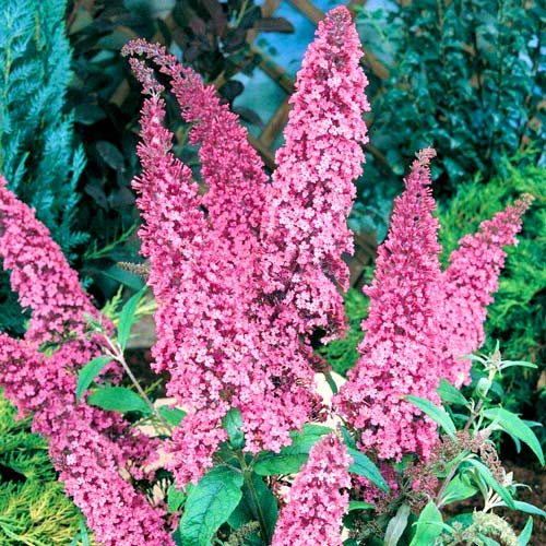 1 buc, Buddleja davidii Pink Delight - : Mod de ambalare: 1 buc