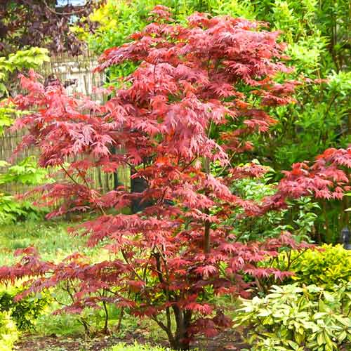 1 buc, Arțar japonez Beni Maiko - Puieți: Mod de ambalare: 1 buc