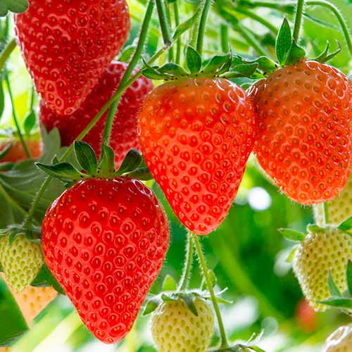 5 buc, Căpșuni Elegance - Răsaduri: Mod de ambalare: 5 buc