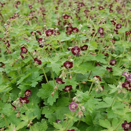 1 buc, Pălăria cucului (Geranium Phaeum) Lividum - Răsaduri: Mod de ambalare: 1 buc