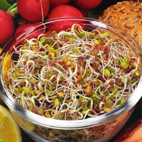 1 pac, Germeni Ridiche - Semințe: Mod de ambalare: 20 g