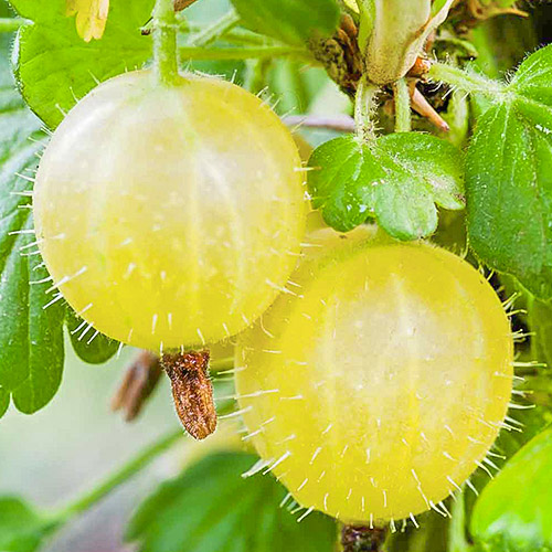 1 saz, Angrešt Verde - : Monžstvo balíkov: 1 saz