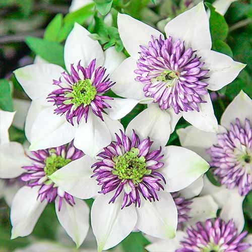 1 saz, Plamének Bicolor - : Monžstvo balíkov: 1 saz