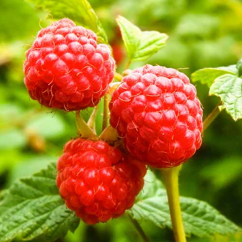 1 db, Málna folytontermő Zewa, P9 - Palánták: Mod de ambalare: 1 db