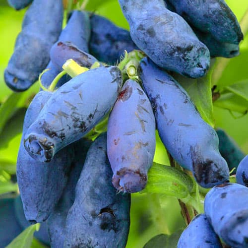 1 Pflanze(n), Honigbeere Woloszebnica - Setzlinge: Ilość w opakowaniu: 1 Pflanze(n)