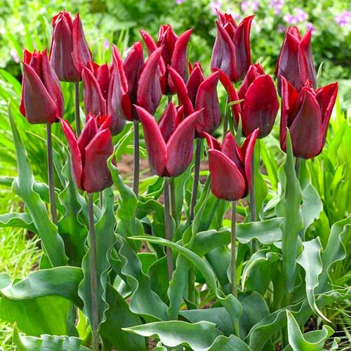 10 Stück, Tulpe Lasting Love - Blumenzwiebeln: Ilość w opakowaniu: 10 Stück