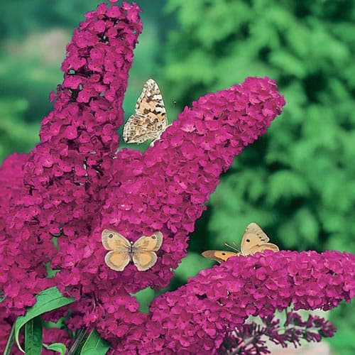 1 Pflanze(n), Buddleia Royal Red, P9 - Setzlinge: Ilość w opakowaniu: 1 Pflanze(n)