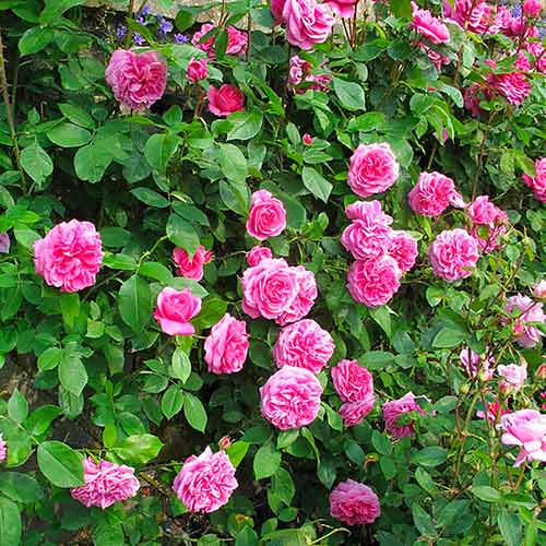 1 Pflanze(n), Kletterrose Gertrude Jekyll - Setzlinge: Ilość w opakowaniu: 1 Pflanze(n)