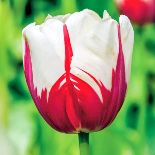 10 Stück, Tulpe World Expression - Blumenzwiebeln: Ilość w opakowaniu: 10 Stück