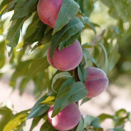 1 szt, Pfirsich (columnar) Lolita - Setzlinge: Ilość w opakowaniu: 1 szt