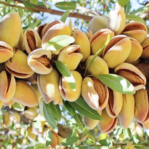 Almendra Avijor, С2 - Plántulas: Ilość w opakowaniu: 1 plantas