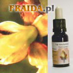 Pąk kasztanowca - Nauka z Doświadczeń