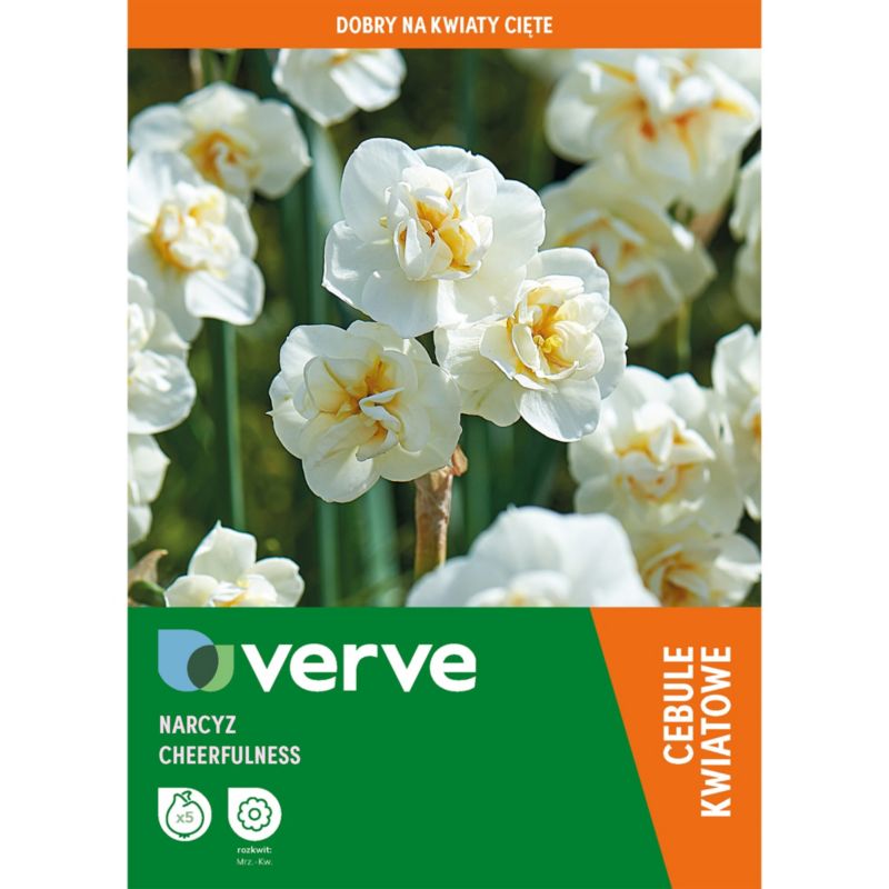 Narcyz wysoki Red Devon 8 szt.