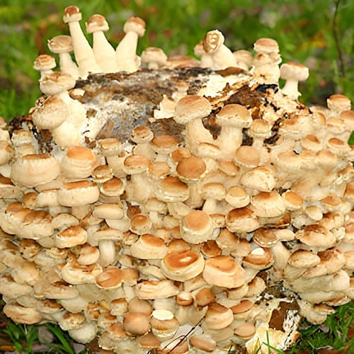 Twardnik japoński (Shiitake) - Grzybnia: Ilość w opakowaniu: 1 opak - GradinaMax