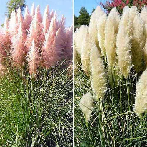 Trawa pampasowa, mix kolorów - Sadzonki: Ilość w opakowaniu: 2 sadz