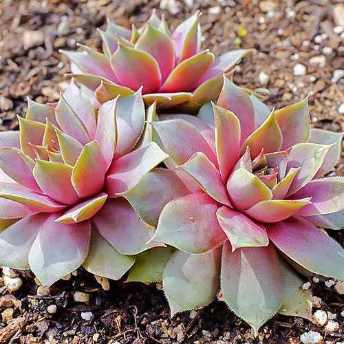 1 sadz, Rojnik (Sempervivum) Julia - Sadzonki: Ilość w opakowaniu: 1 sadz