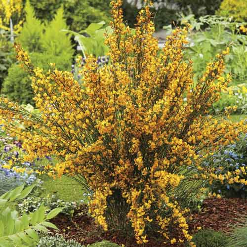 1 sadz, Cytisus Apricot Gem, С2 - Sadzonki: Ilość w opakowaniu: 1 sadz