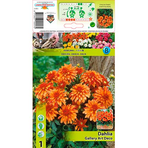 1 szt, Dalia Gallery Art Deco - Byliny: Ilość w opakowaniu: 1 szt.