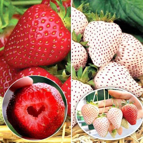 10 buc, Super-ofertă ! Set de căpşuni (Honey, Anablanka) de 2 soiuri - Răsaduri: Mod de ambalare: 10 buc