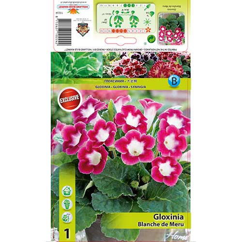 1 buc, Gloxinie Blanche de Meru - Bulbi: Mod de ambalare: 1 buc