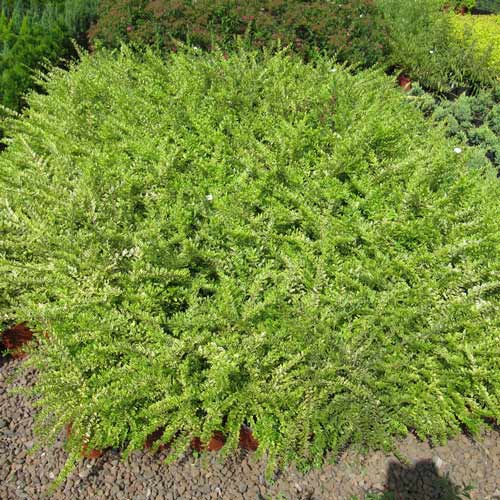 1 buc, Caprifoi târâtor (Mâna Maicii Domnului) Elegant - Răsaduri: Mod de ambalare: 1 buc