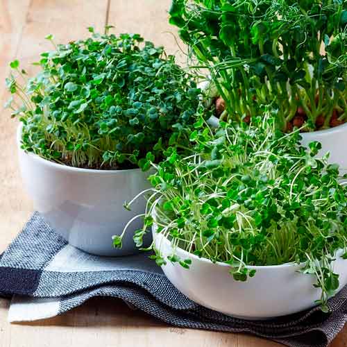 1 pac, Germeni Rucola Rocket - Semințe: Mod de ambalare: 5 g