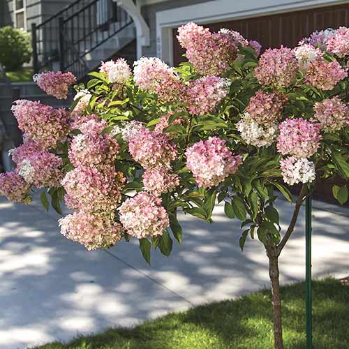 1 buc, Hortensia paniculată Pink Queen, C7,5 - Răsaduri: Mod de ambalare: 1 buc