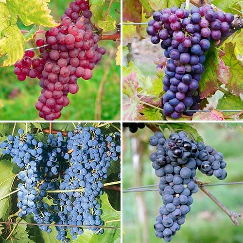 4 saz, Super nabídka! Sada vinné révy Excellence, 4 sazenice - : Monžstvo balíkov: 4 saz