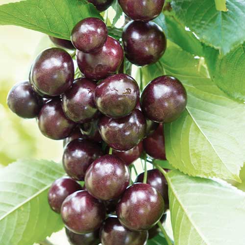 1 szt, Süßkirche (columnar) Narana - Setzlinge: Ilość w opakowaniu: 1 szt