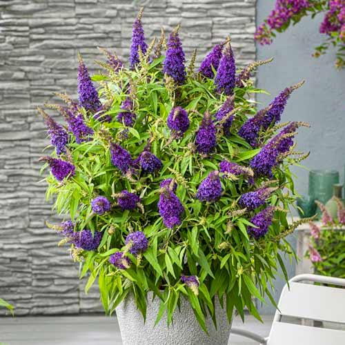 1 Stück, Sommerflieder (Buddleja davidii) Little Purple - Stauden: Ilość w opakowaniu: 1 Stück