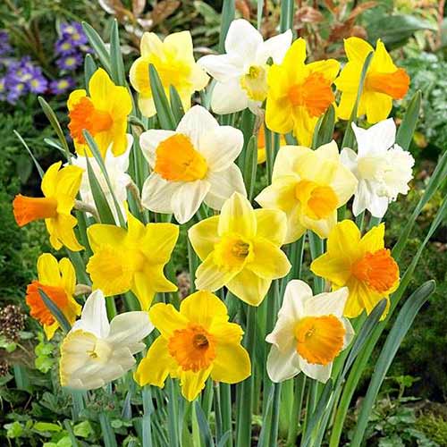 5 Stück, Trompeten-Narzisse, farbmischung - Blumenzwiebeln: Ilość w opakowaniu: 5 Stück