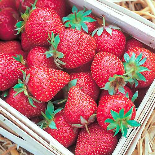 5 Setzling(e), Erdbeeren Symphony - Setzlinge: Ilość w opakowaniu: 5 Setzling(e)