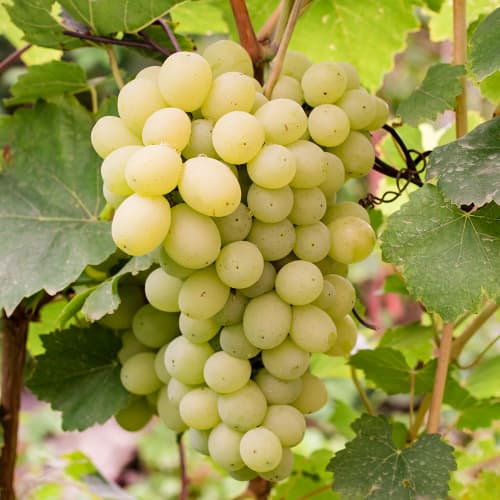 Winorośl Refren - Sadzonki: Ilość w opakowaniu: 1 sadz - GradinaMax