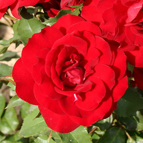 1 sadz, Róża bukietowa Heinzelmannchein - Sadzonki: Ilość w opakowaniu: 1 sadz