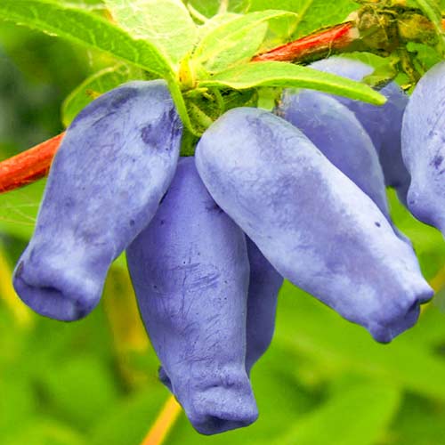 1 sadz, Jagoda kamczacka Zojka - Sadzonki: Ilość w opakowaniu: 1 sadz