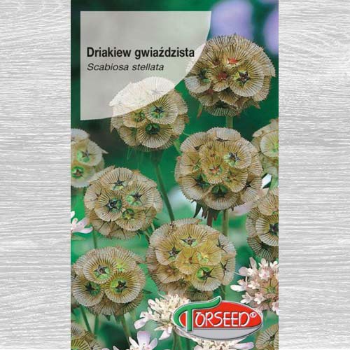 1 szt, Driakiew gwiaździsta beżowo-zielona - Nasiona: Ilość w opakowaniu: 1 g