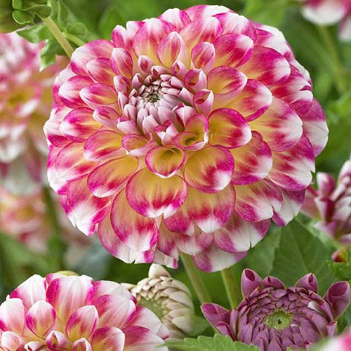 1 kłącza, Dalia Hawaii - Cebule: Ilość w opakowaniu: 1 kłącza