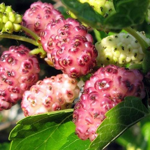 1 sadz, Morwa Pink Princess - Sadzonki: Ilość w opakowaniu: 1 sadz