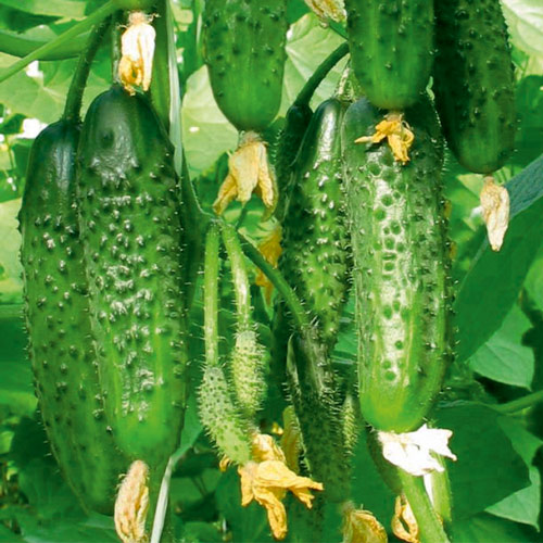 1 szt, Ogórek Anulka - Nasiona: Ilość w opakowaniu: 3 g