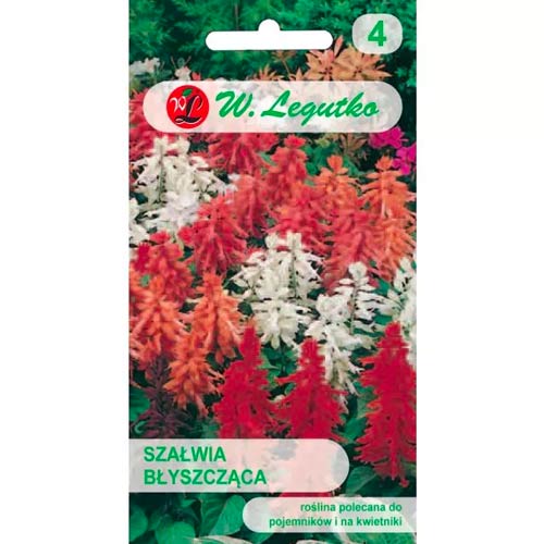 1 szt, Szałwia błyszcząca, mix - Nasiona: Ilość w opakowaniu: 0.3 g