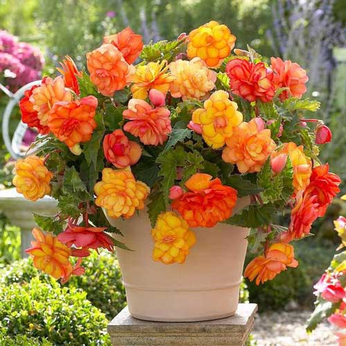 1 szt, Begonia Golden Balcony - Cebule: Ilość w opakowaniu: 3 cebul