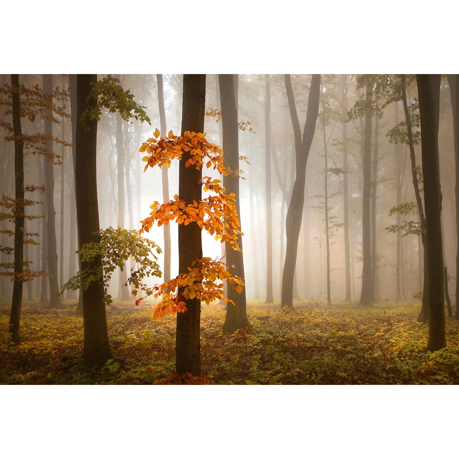 Fototapeta Foggy Autumns Forest 384 x 260 cm