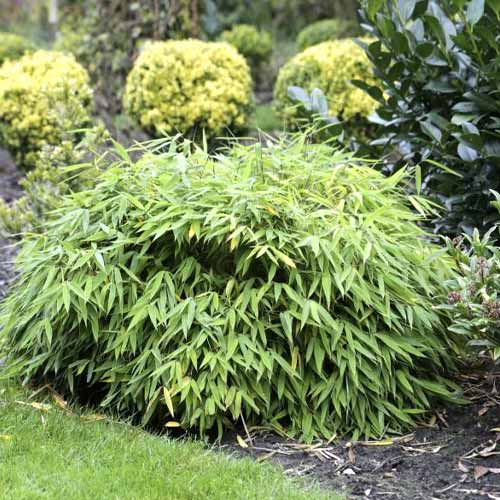 1 buc, Bambus Elias PBR, C5 - Puieți: Mod de ambalare: 1 buc