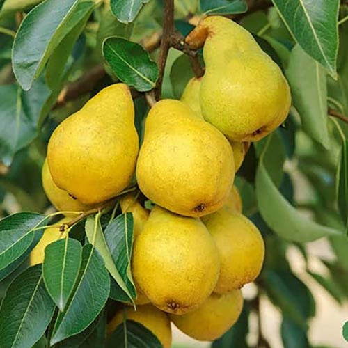 1 buc, Păr Honey - Puieți: Mod de ambalare: 1 buc