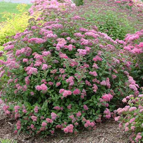 1 buc, Cununiță japoneză Neon Flash - Răsaduri: Mod de ambalare: 1 buc