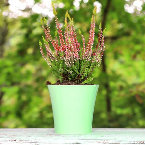 1 buc, Calluna (Iarba neagra) Franca - Răsaduri: Mod de ambalare: 1 buc