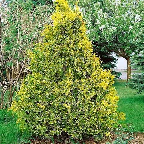 1 buc, Tuia Zebrina - Puieți: Mod de ambalare: 1 buc