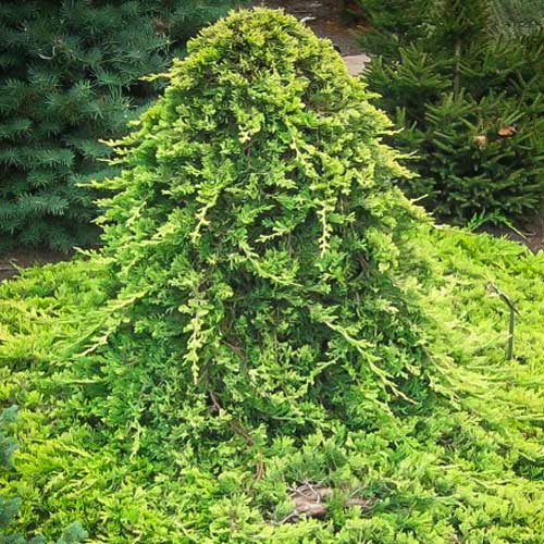 1 buc, Ienupăr orizontal Golden Carpet - Puieți: Mod de ambalare: 1 buc