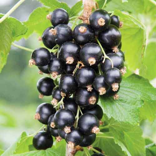 1 buc, Coacăz negru pe tulpină Vernissage - Puieți: Mod de ambalare: 1 buc